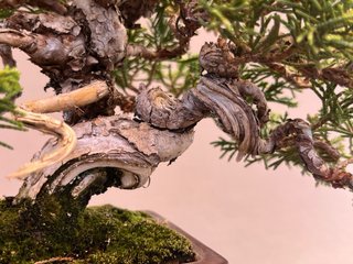 Bonsái Itoigawa Mame