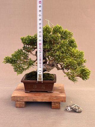 Bonsái Itoigawa Mame