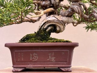 Bonsái Itoigawa Mame