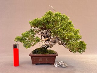Bonsái Itoigawa Mame