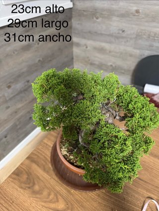 Bonsai Junipero/   Juniperus Chinensis