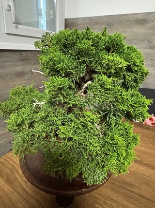 Bonsai Junipero/   Juniperus Chinensis