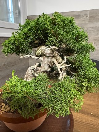 Bonsai Junipero/   Juniperus Chinensis