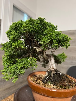 Bonsai Junipero/   Juniperus Chinensis