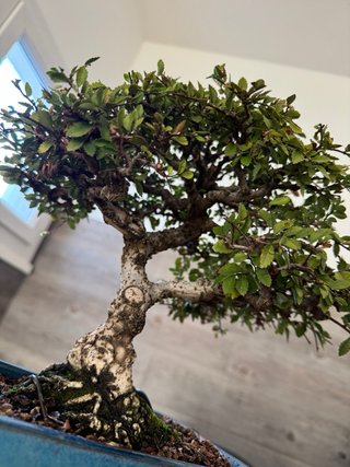 Bonsai Olmo Chino/  Ulmus parvifolia
