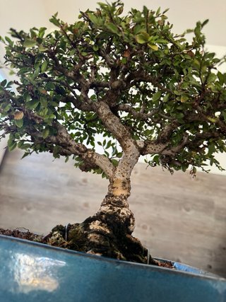 Bonsai Olmo Chino/  Ulmus parvifolia
