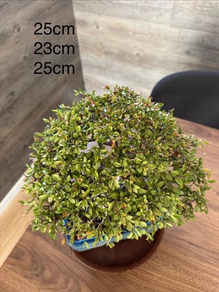 Bonsai Olmo Chino/  Ulmus parvifolia