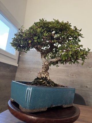 Bonsai Olmo Chino/  Ulmus parvifolia