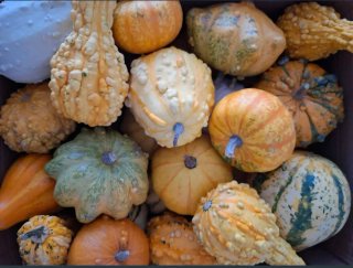 Lote 5 Calabazas Decorativas en varios colores