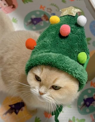 Gorro Navidad Árbol para Mascota