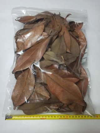 Hojas de Magnolio para Acuario/Terrario