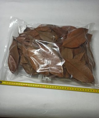 Hojas de Magnolio para Acuario/Terrario