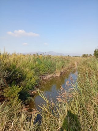 Terreno para huerto en alquiler