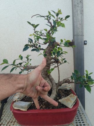 Bonsái Ficus