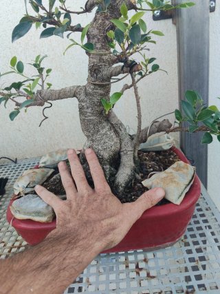Bonsái Ficus