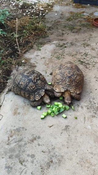 Chumberas sin espinas (sin enraizar).
