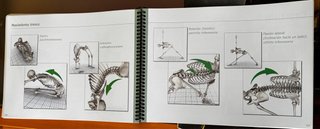 Libro de asanas de yoga