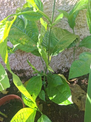 Maracuyá Edulis Morado 1 m
