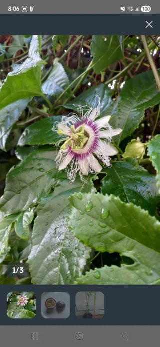Maracuyá Edulis Morado 1 m