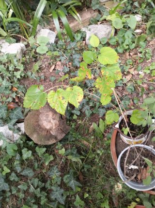 Pianta di Gelso Nero