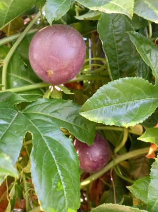 Planta Maracuyá Morado Edulis