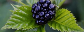 Pianta di mora coltivata