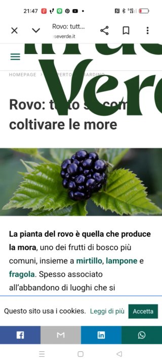 Pianta di mora coltivata