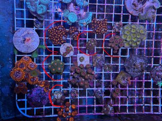 Coral acuario resina epoxi