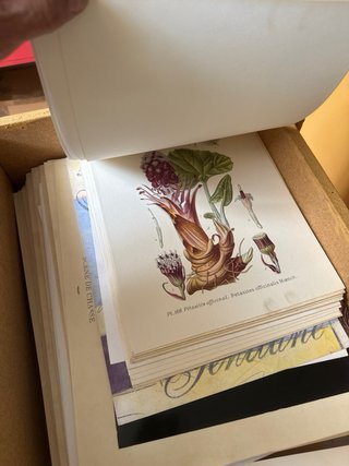 Colección de Láminas y Reproducciones de Arte