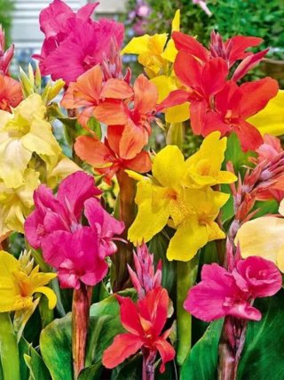 Lote de Cannas Valentín