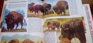 vida intima  de los animales de la pradera americ