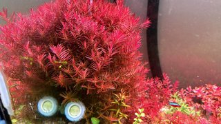Lote de 5 plantas de acuario