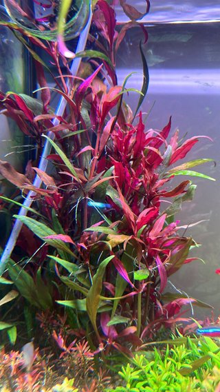 Lote de 5 plantas de acuario