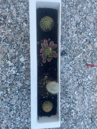 Conjunto de 4 Mini Cactus en Maceta