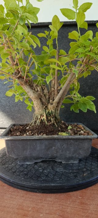 Bonsái Solano de Flor Azul