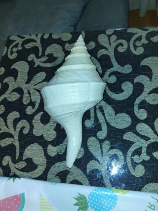 Caracola Syrinx Aruanus Trompeta Australiana 36cm