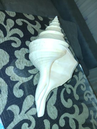 Caracola Syrinx Aruanus Trompeta Australiana 36cm