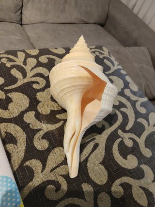 Caracola Syrinx Aruanus Trompeta Australiana 36cm