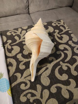 Caracola Syrinx Aruanus Trompeta Australiana 36cm