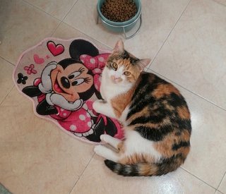 Regalo alfombra Minnie con compras