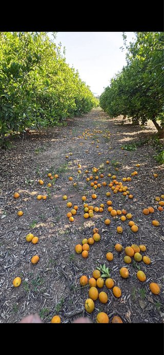 Compra de Naranja y Mandarina para Industria