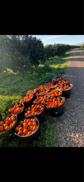 Compra de Naranja y Mandarina para Industria