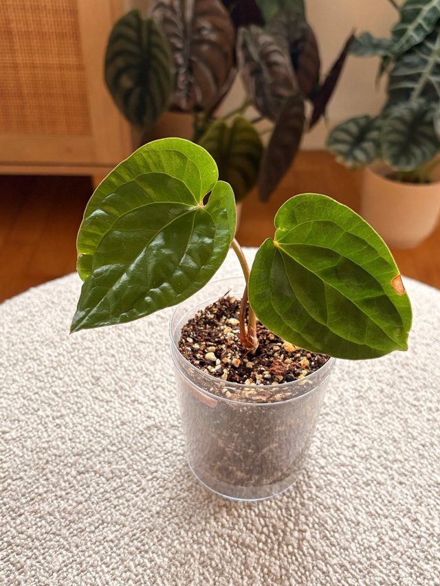 Anthurium Luxurians x Radicans