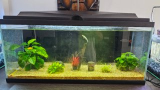 Acuario 80L con plantas y peces