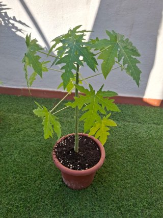 Planta de Papaya en Maceta n°1