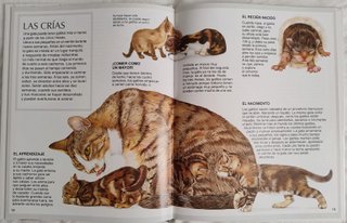 Lote de 2 libros. Gatos. Conejos