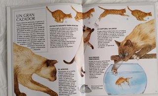 Lote de 2 libros. Gatos. Conejos