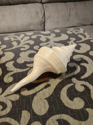 Trompeta Australiana 28cm