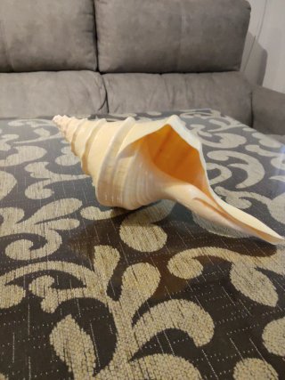 Trompeta Australiana 28cm