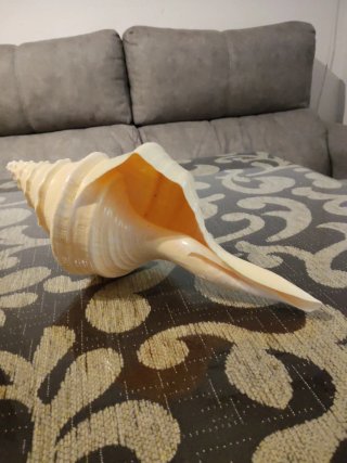 Trompeta Australiana 28cm